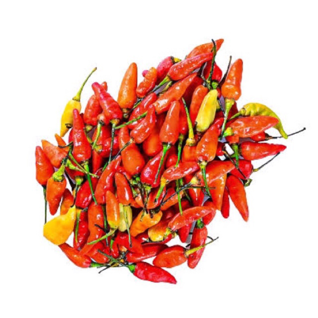 

Cabe setan / cabe rawit setan pedas 100gr