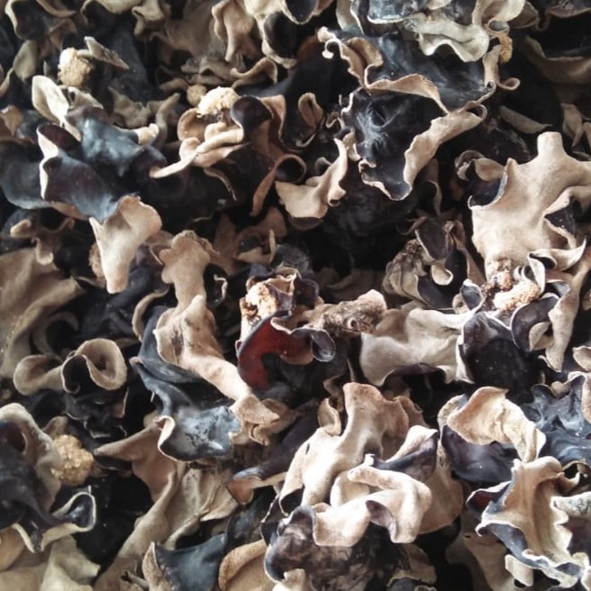 

Jamur Kuping Hitam Kering Grade A