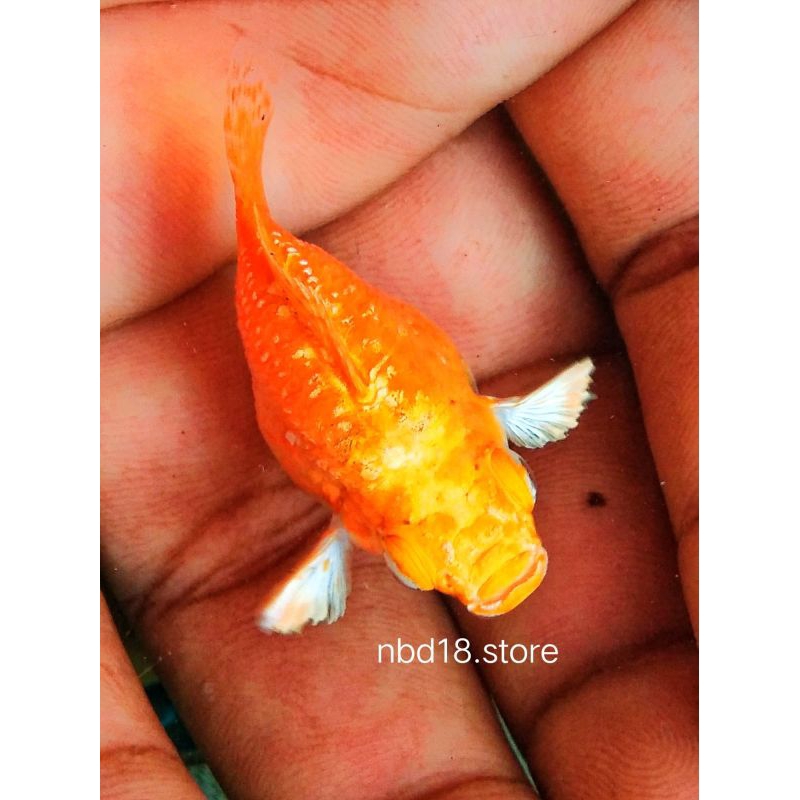 paking box seterofoam molly balon ori thailand