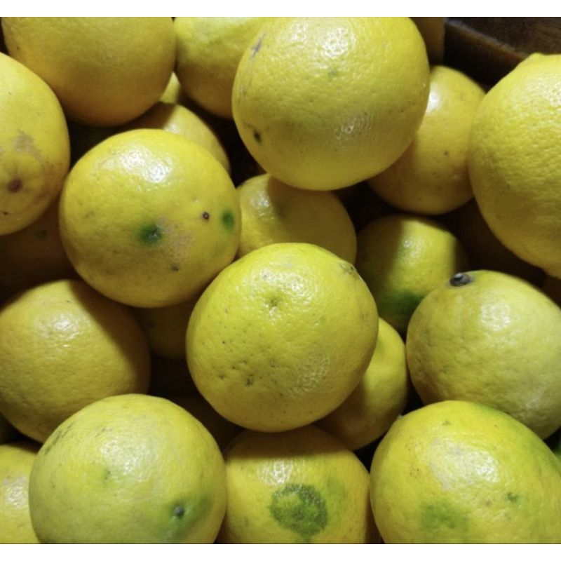 

KODE A Jeruk Lemon Segar Super California 500 Gram