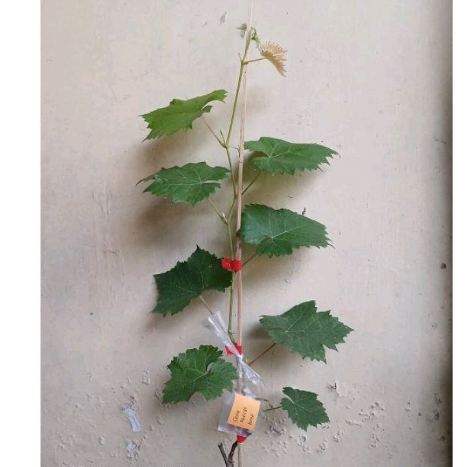 bibit anggur import shine muscat korea