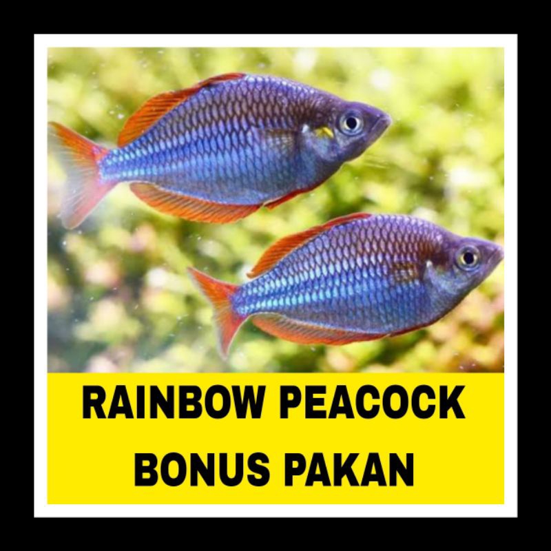 ikan hias rainbow PEACOCK bergaransi
