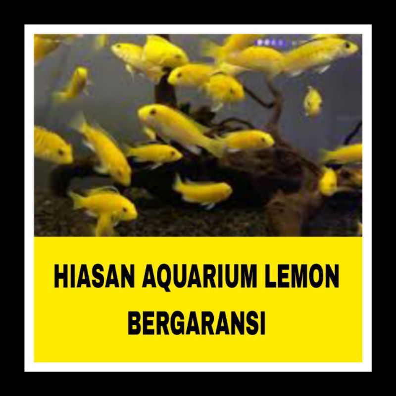 ikan hias hiasan aquarium lemon