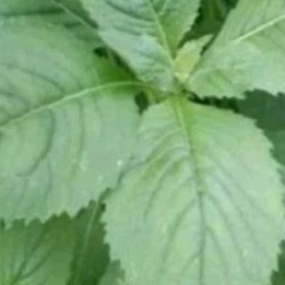 

daun sintrongsegar250gr