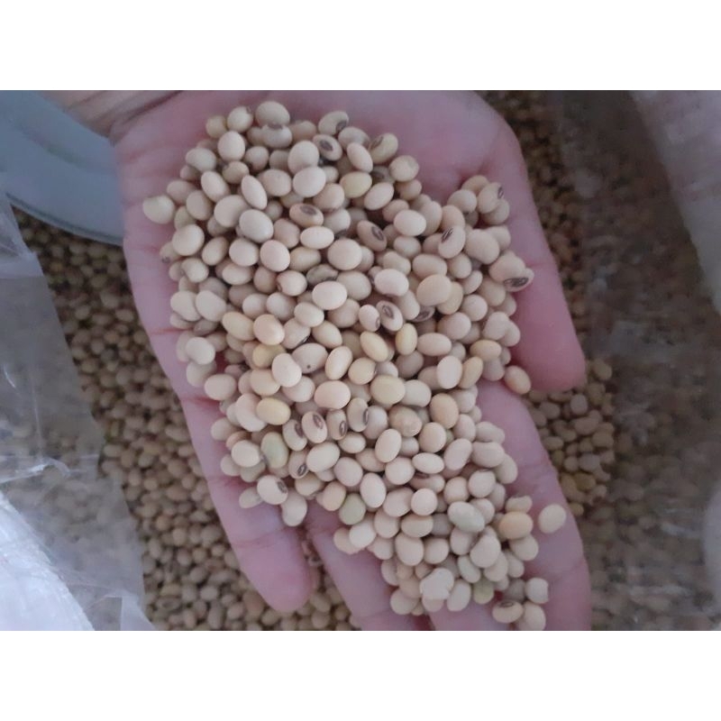 BENIH KEDELAI BIBIT KEDELAI LOKAL VARIETAS WILIS