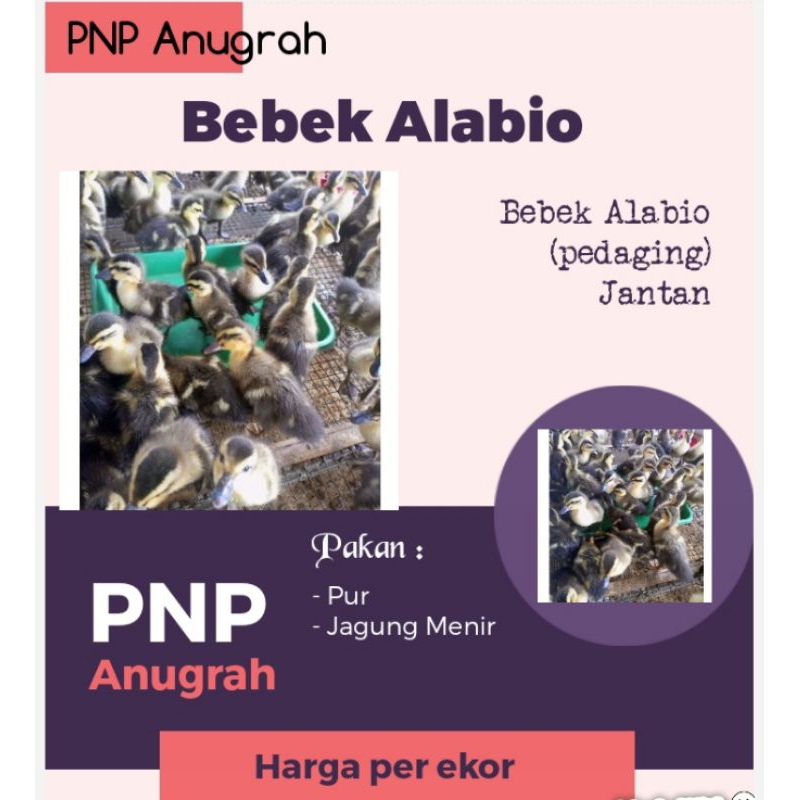 BEBEK PEDAGING ALABIO - ITIK ALABIO - BEBEK KALIMANTAN ALABIO - BEBEK BANAR - ALBIO (GARANSI PENGIRI