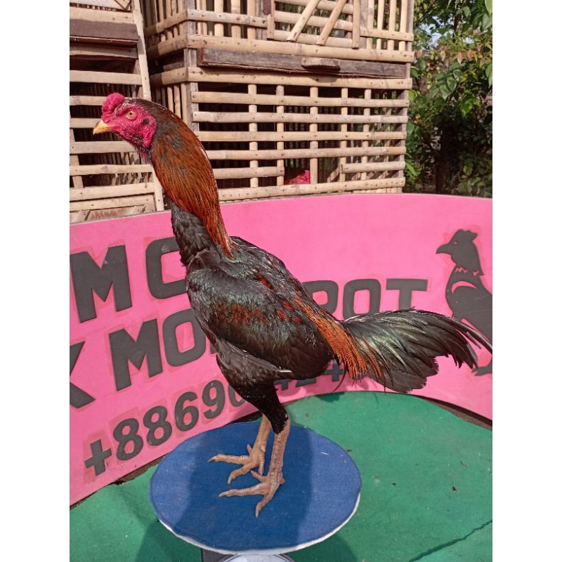 Ayam phakoy brutal full brakot (jual telur fertil )untuk ditetaskan.ayam bangkok. ayam shamo. ayam t