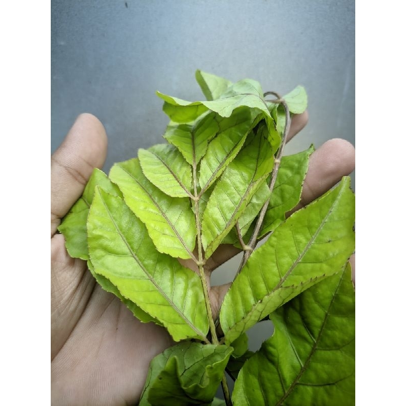 

DAUN CAKRA CIKRI PER LEMBAR