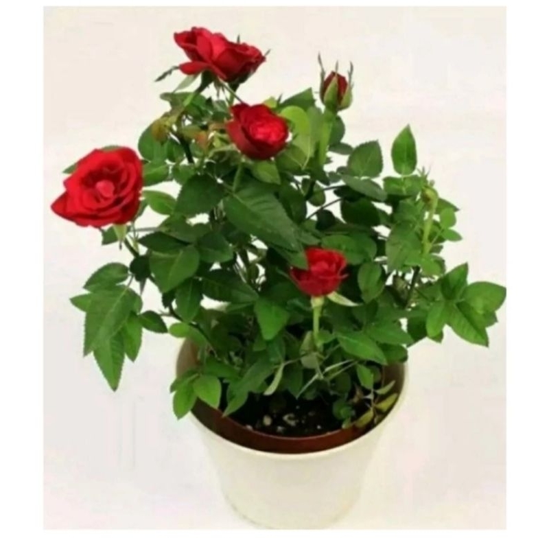Tanaman Hias Mawar Merah / Bunga Merah Hidup