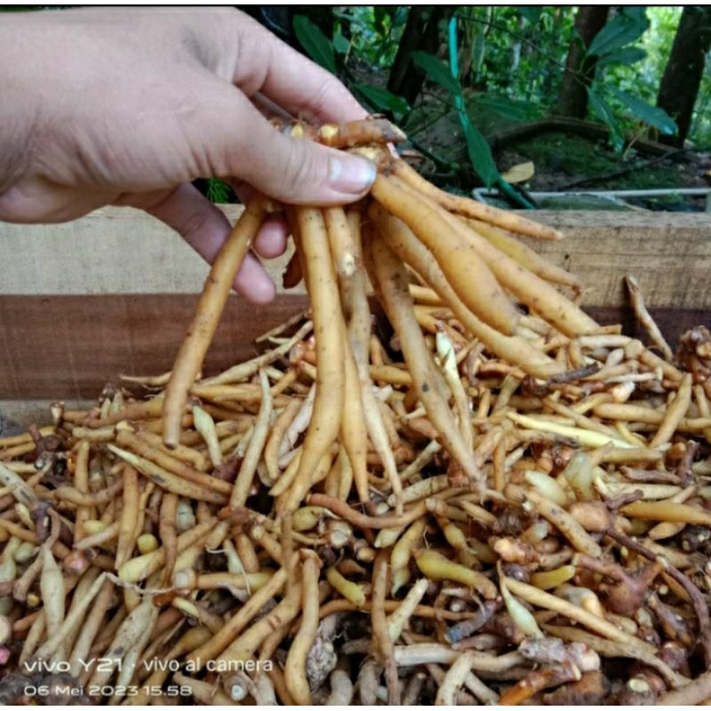 

temu kunci segar 1kg