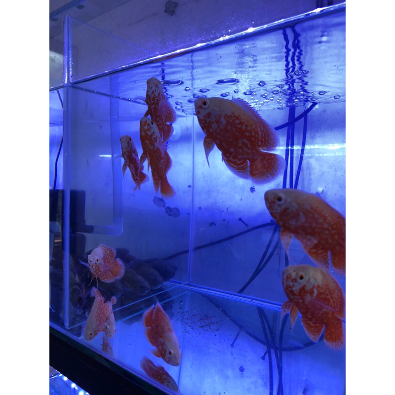 IKAN HIAS AIR TAWAR OSCAR ALBINO TIGER BATIK