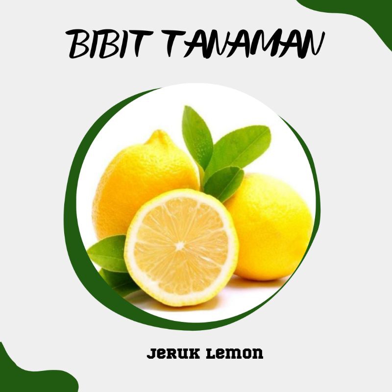 lemon lokal/lemon tea