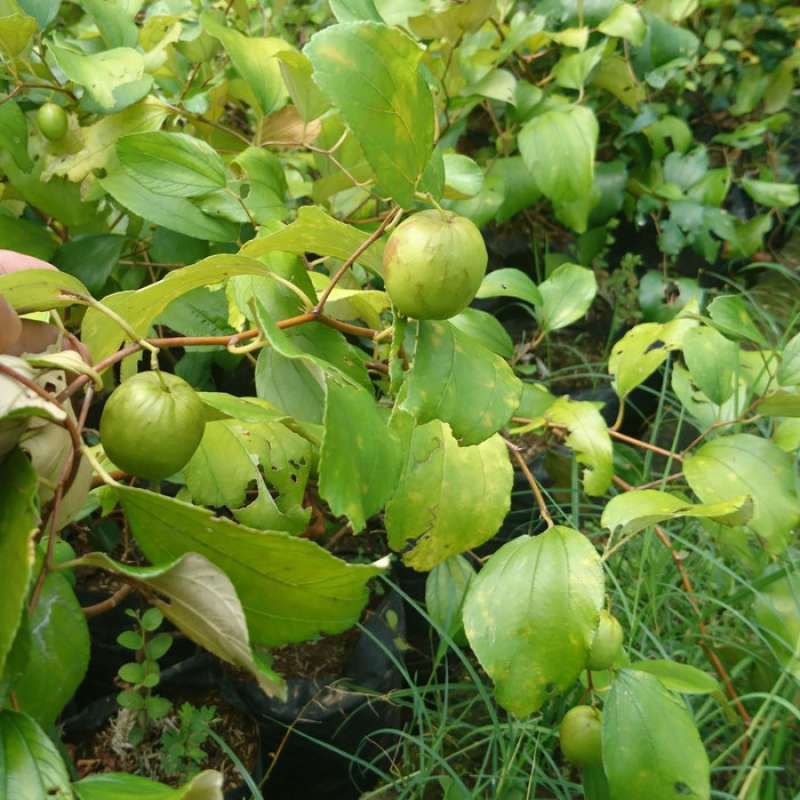 Bibit Apel Futsa sudah berbuah