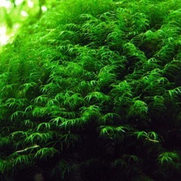 MOSS FISIDEN FISSIDEN TANAMAN LUMUT AQUASCAPE