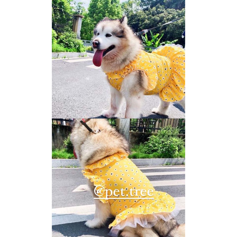 PET TREE • ( 4XL ONLY ) Lemon Dress baju musim panas anjing besar jumbo samoyed husky malamute