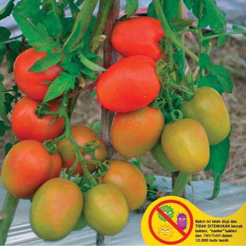 25 Biji Tomat OPTIMA F1 | Benih Tomat Sayur | Benih Sayuran