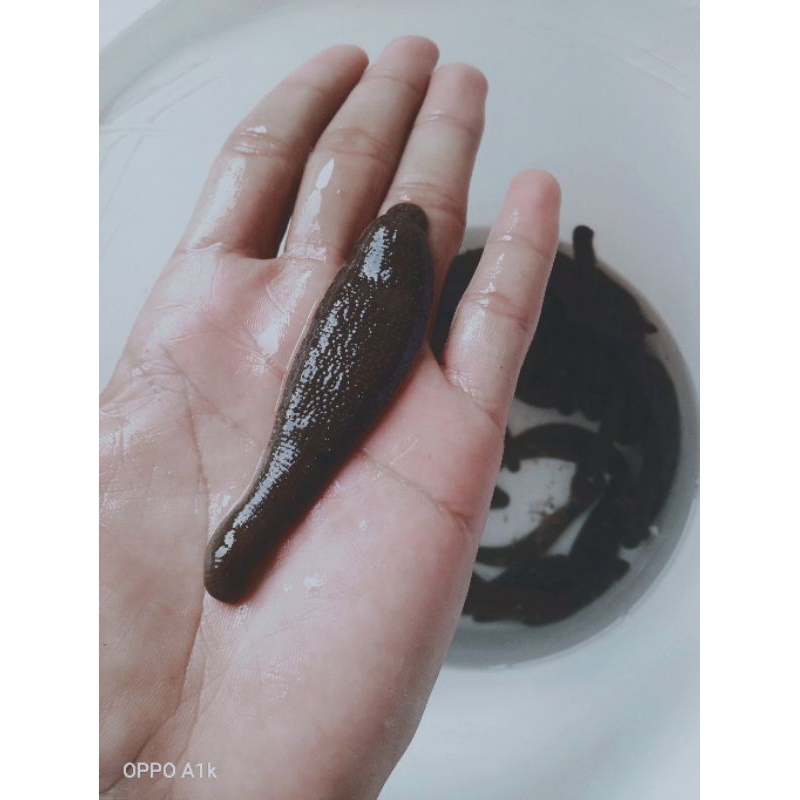 lintah hidup alami sudah steril terbaru size besar lintah terapi