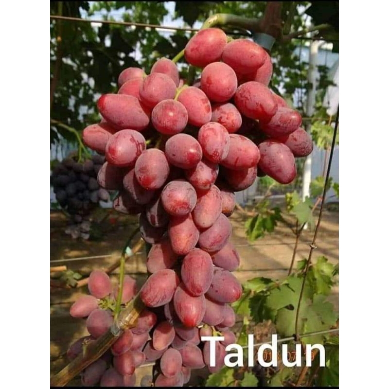bibit anggur taldun