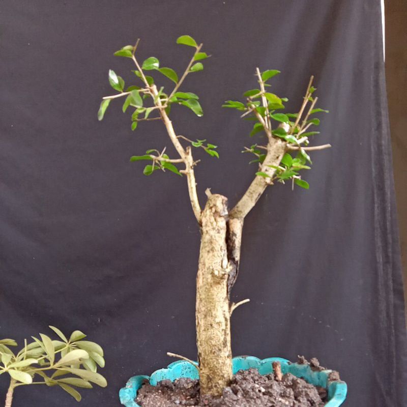 bahan bonsai rukam buah