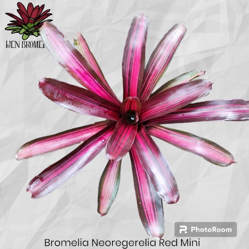 Bromelia Neoregerelia Merah Mini Tricolor