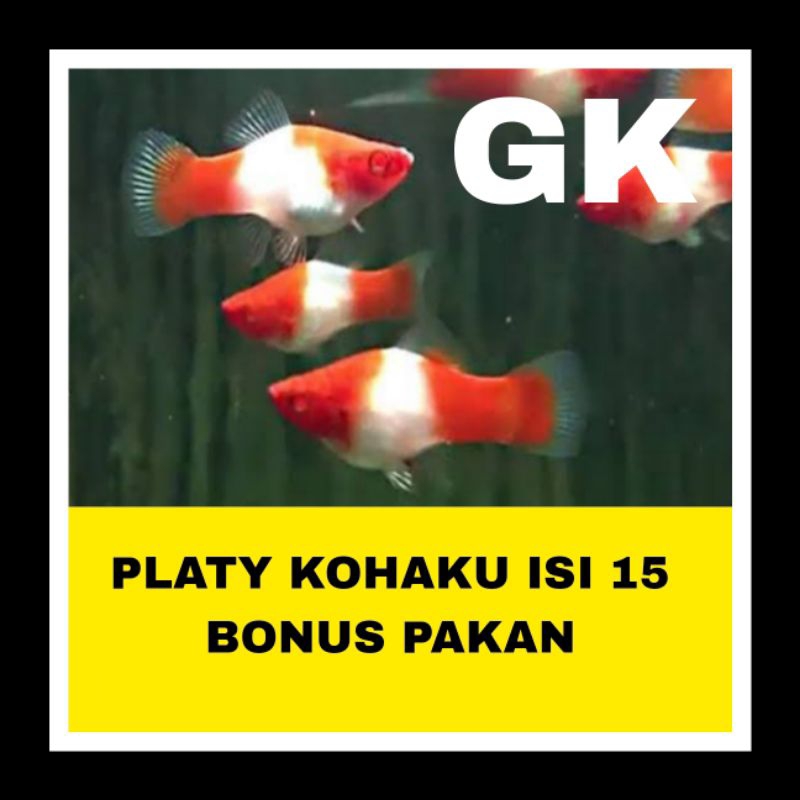 IKAN HIAS PLATY KOHAKU ISI 15