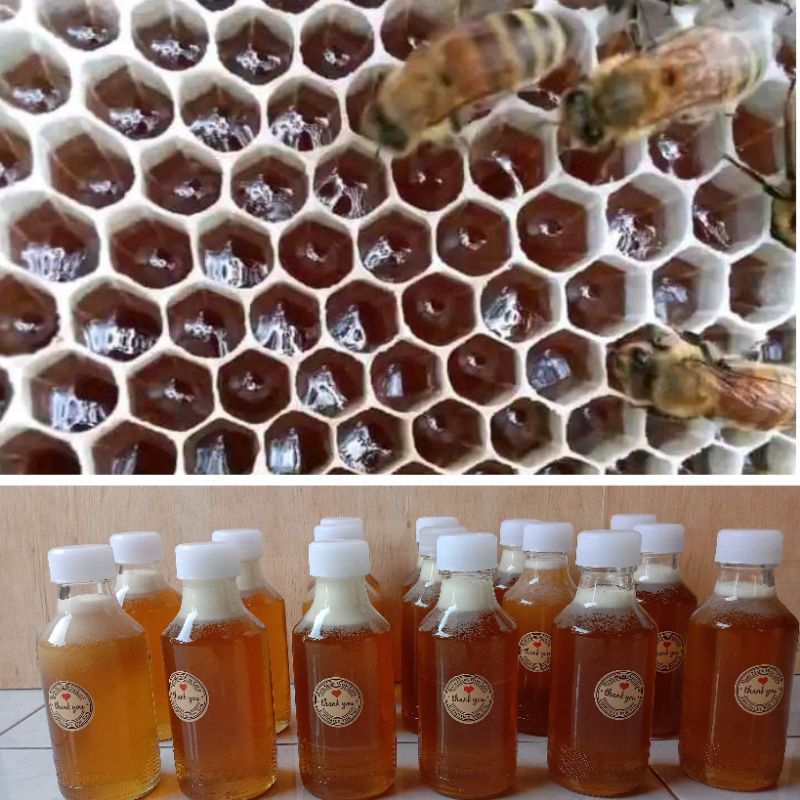 

madu hutan Liar 100%Murni