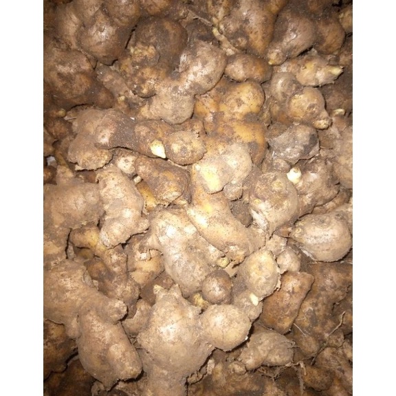 

New event JAHE PUTIH KECIL