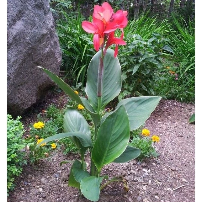 Tanaman hias canna bunga merah