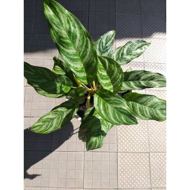 PROMO Tamaman Hias Aglonema Sri Rezeki - Bunga Hias Aglonema Blanceng Sipon Tanaman Indoor - Aglonem