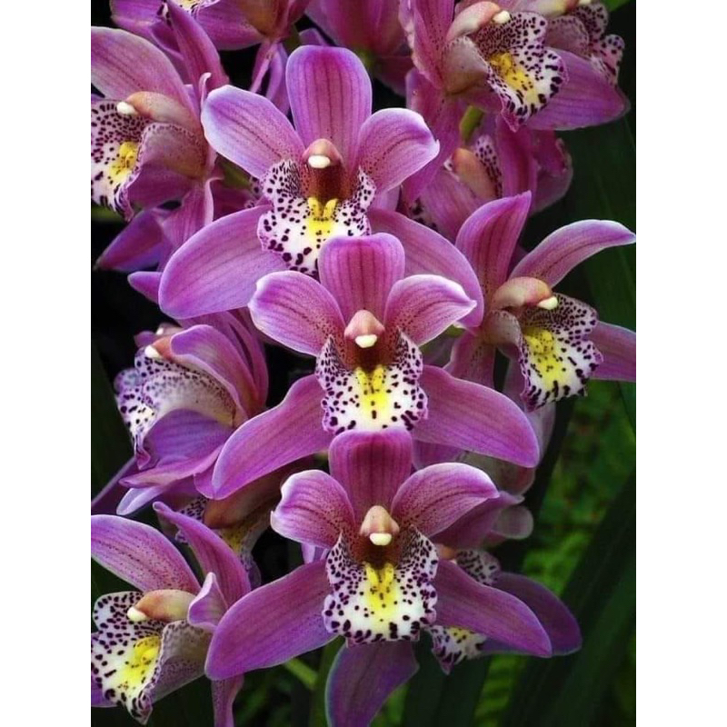 ANGGREK TANAH - BUNGA HIAS Anggrek tanah ( spathooglothis ungu muda ) Tanaman hidup murah