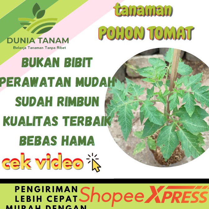 COD TERMURAH Bibit pohon Tomat Sayur buah merah chery ceri