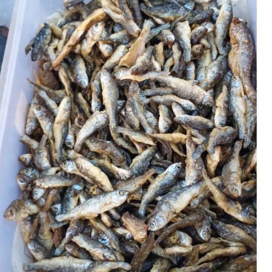 

GROSIR MURAH BILIHIKAN BILIS PADANGIKAN BILIH PADANGBILIS DANAU SINGKARAK