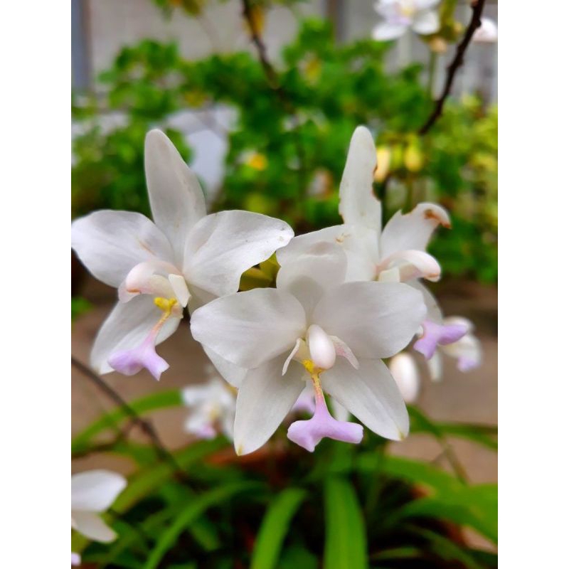 Tanaman hias hidup ANGGREK TANAH / BUNGA ANGGREK HIDUP / cymbidium orchid white sweet BUNGA HIAS ASL