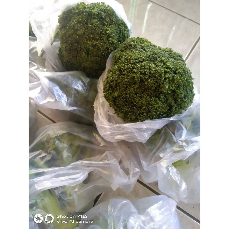 

brokoli hijau fresh kaya akan manfaat