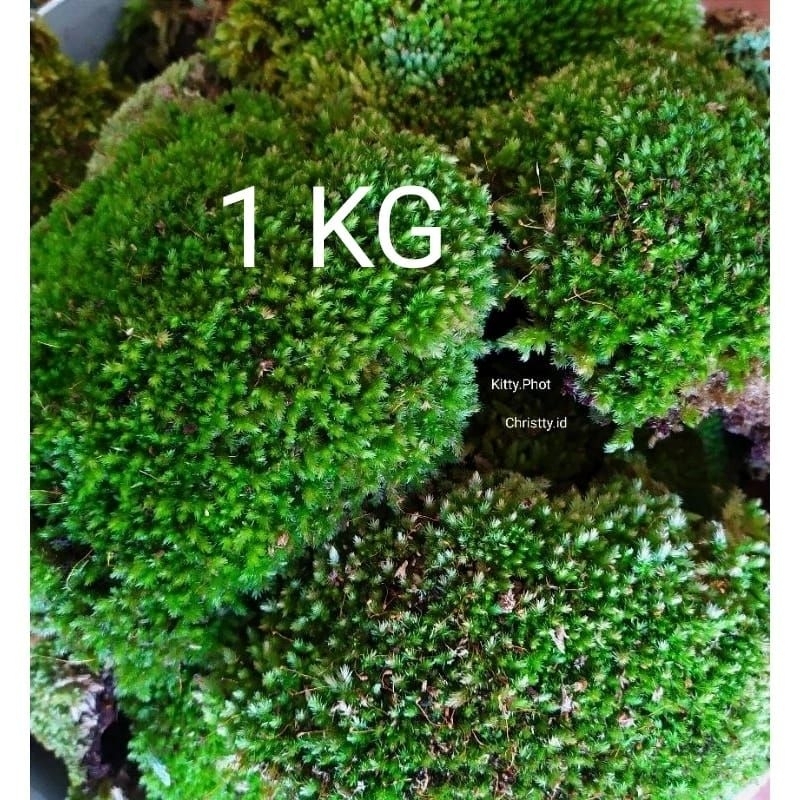 Lumut Hidup/1kg/moss Hutan/Living Moss/lumut hidup/aquascape/1kg