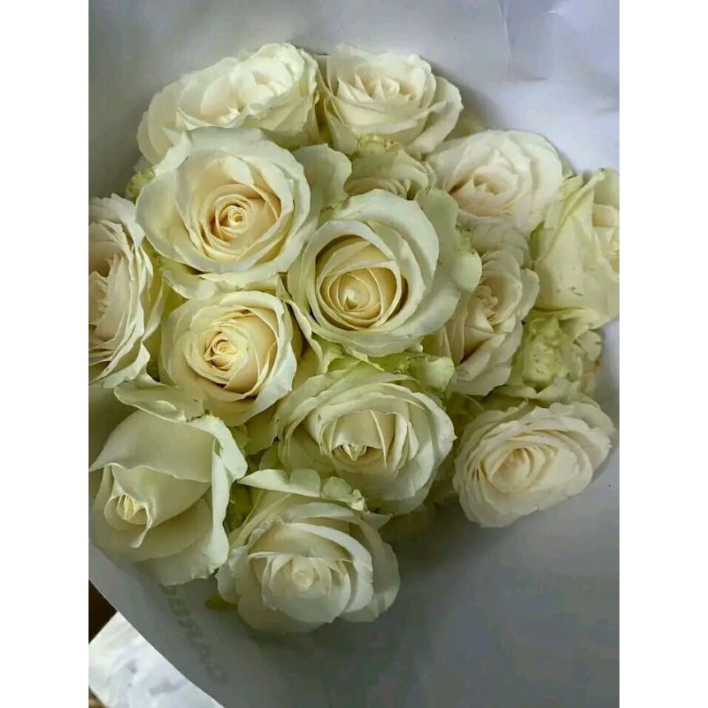 bunga mawar potong asli jual pertangkai warna putih segar