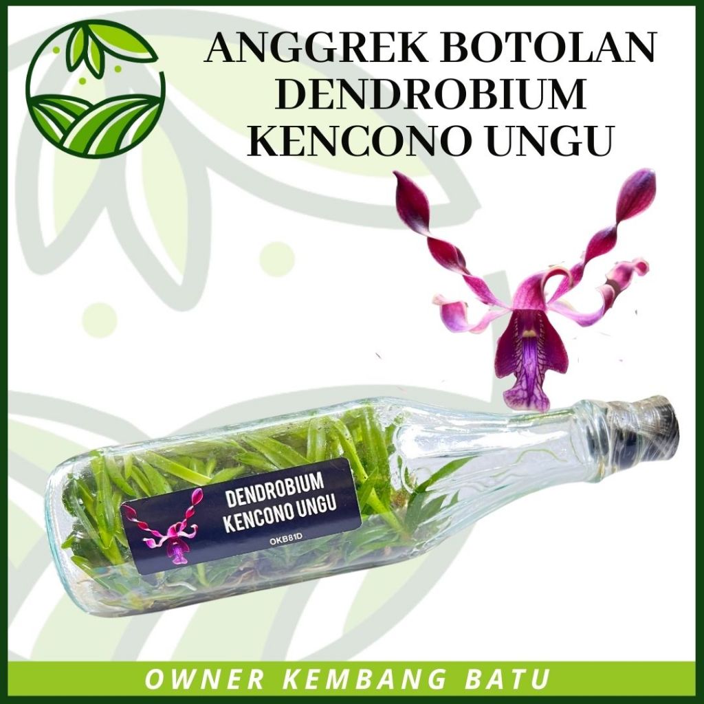 Bibit Anggrek Botolan Dendrobium Melintir KENCONO UNGU Koleksi