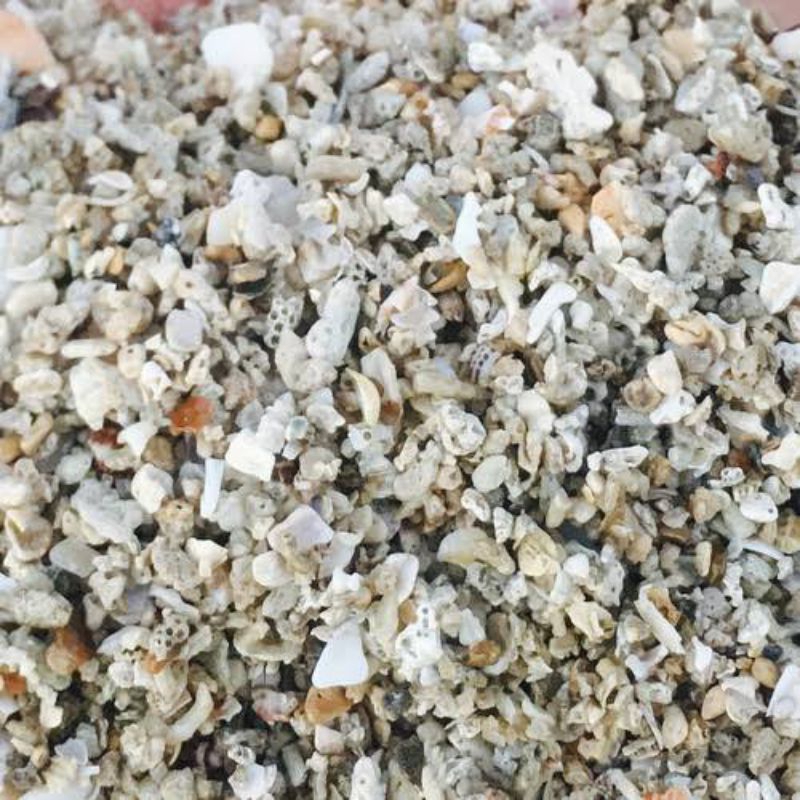 Pasir Laut kasar putih Alami Laut Pasir Aquarium aquaskep Pasir putih Kasar/1 kg