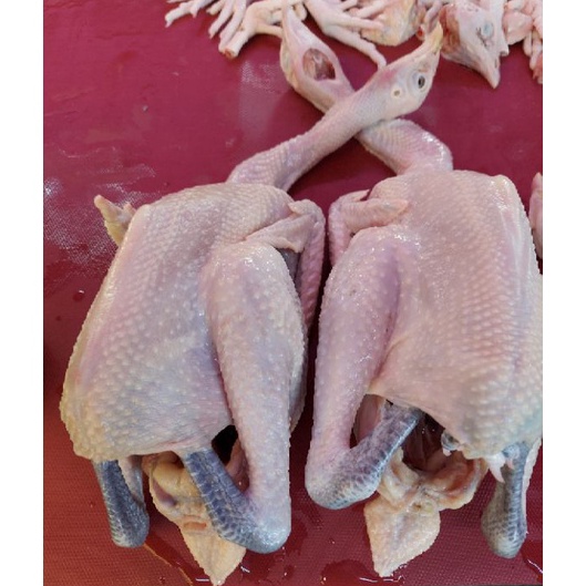 

Terbaru Ayam Kampung Fresh 13 gr Berat Hidup