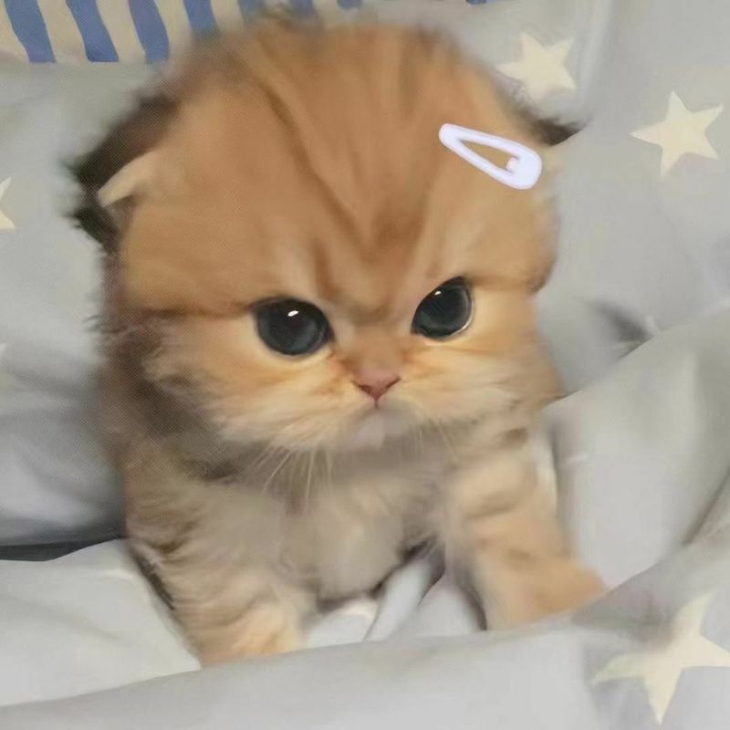 

CLAIM FREEONG ONLY! read description