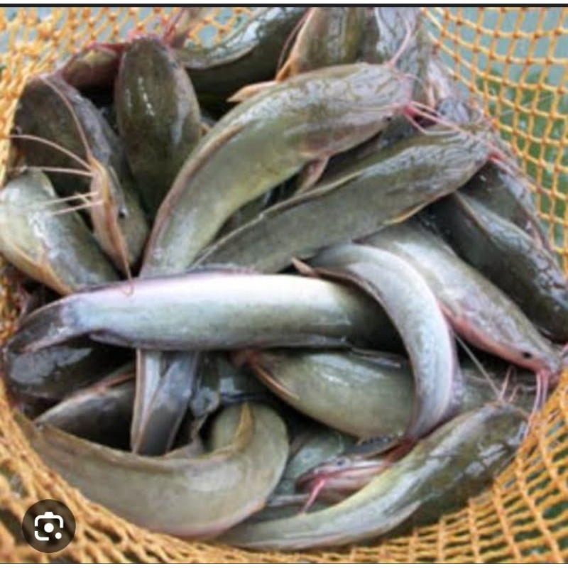 

ikan lele hidup 1/2kg isi 2 spy 4 ekor tergantung stok yg ready