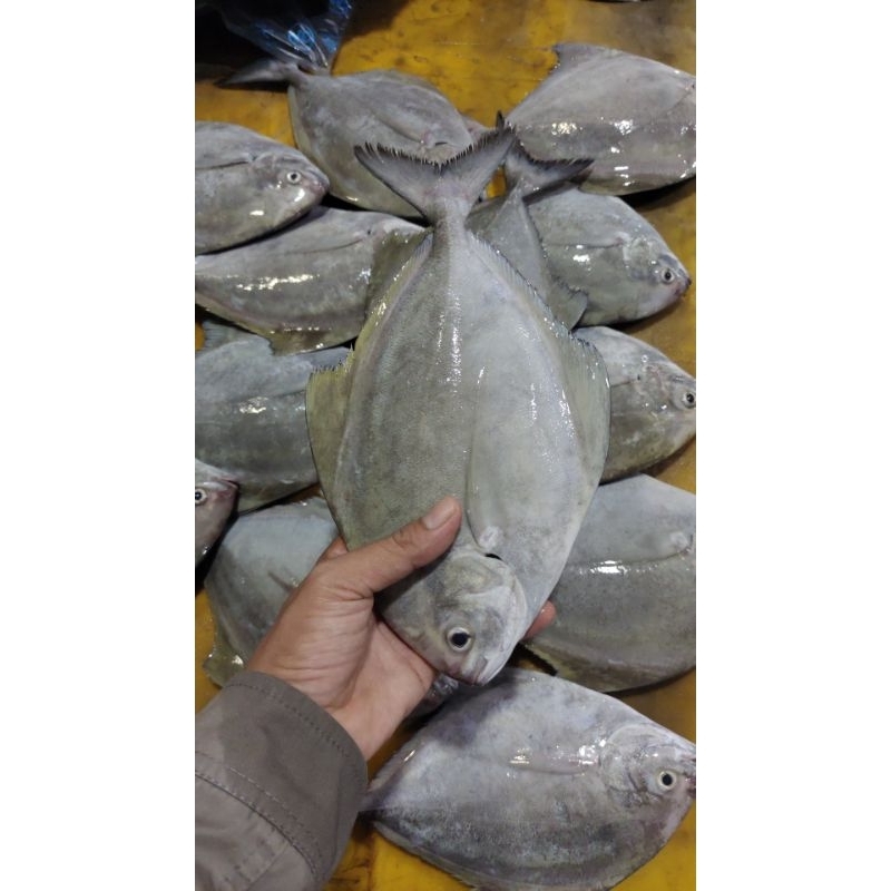 

bawal hitam laut 1kg isi 4 spy 5 ekor