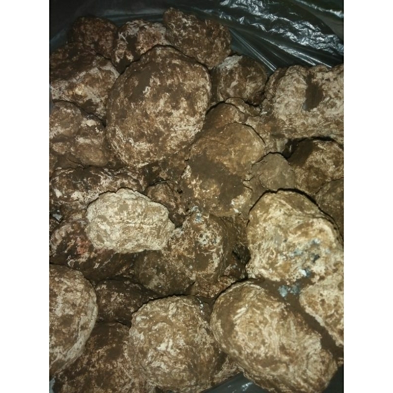 JAMUR SUSU HARIMAU // JAMUR KEMIRI 50gram