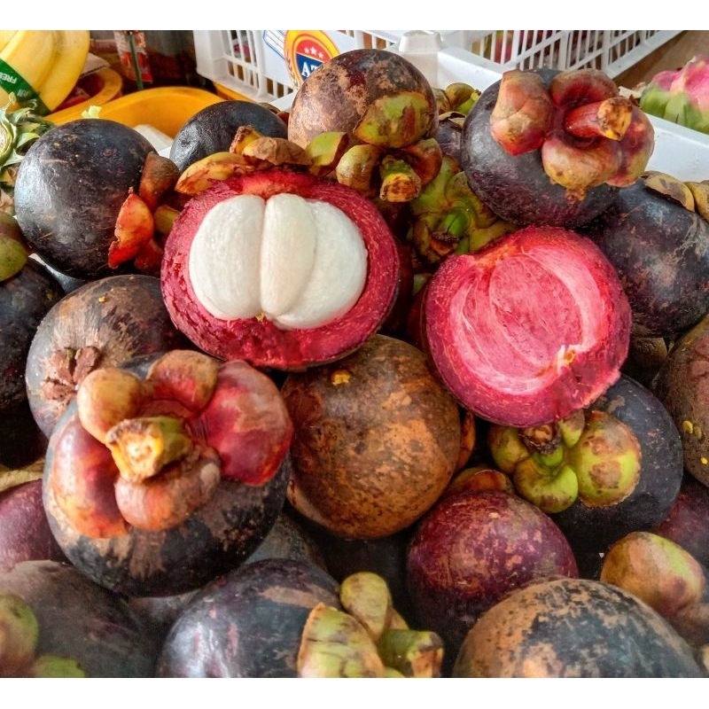 

buah manggis fresh 1kg