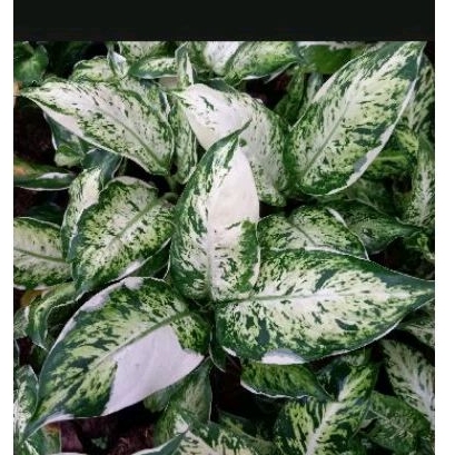 AGLONEMA DIFEN lukisan cinta