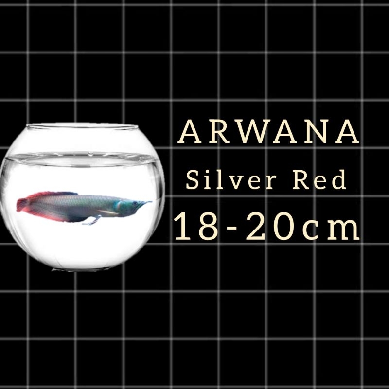 

Sticker Arwana Silver Red 20-22CM