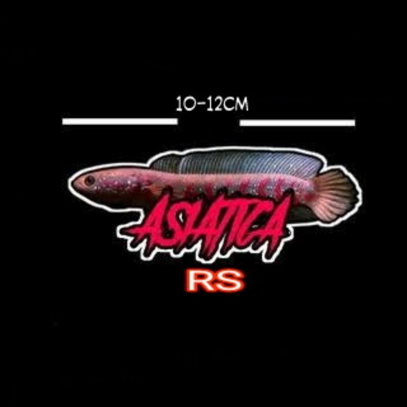 Channa Asiatica RS pure