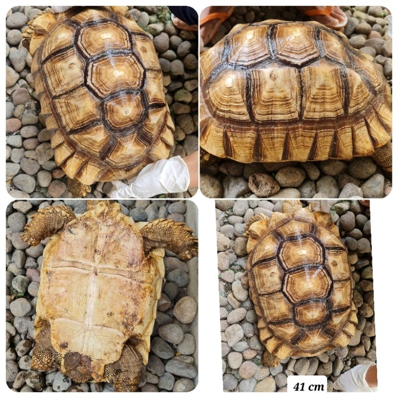 Sulcata jantan 2 ekor ukuran 42 dan 45 cm