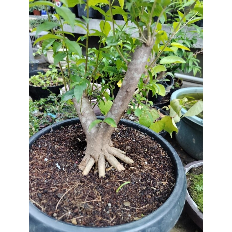 anput prokar dan prospek