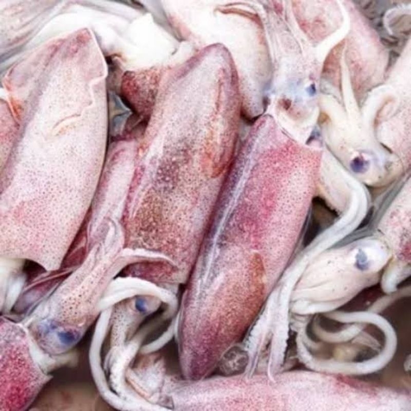 

cumi segar fresh harian 6 kg